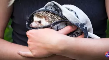 Facts About Pet Hedgehogs — A Complete Care Guide