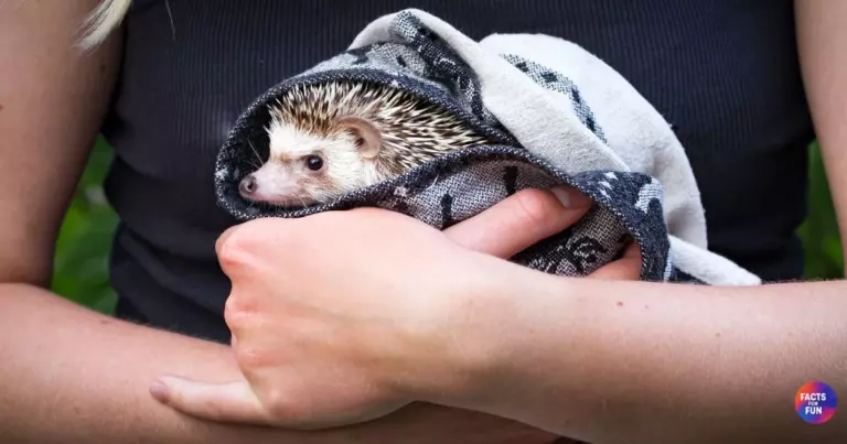 African pygmy hedgehog