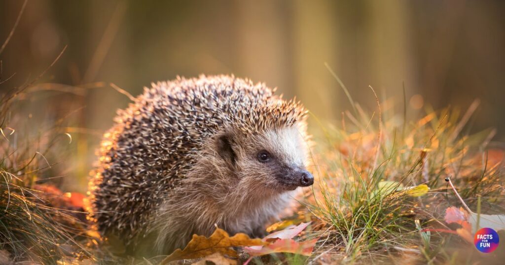 European Hedgehog