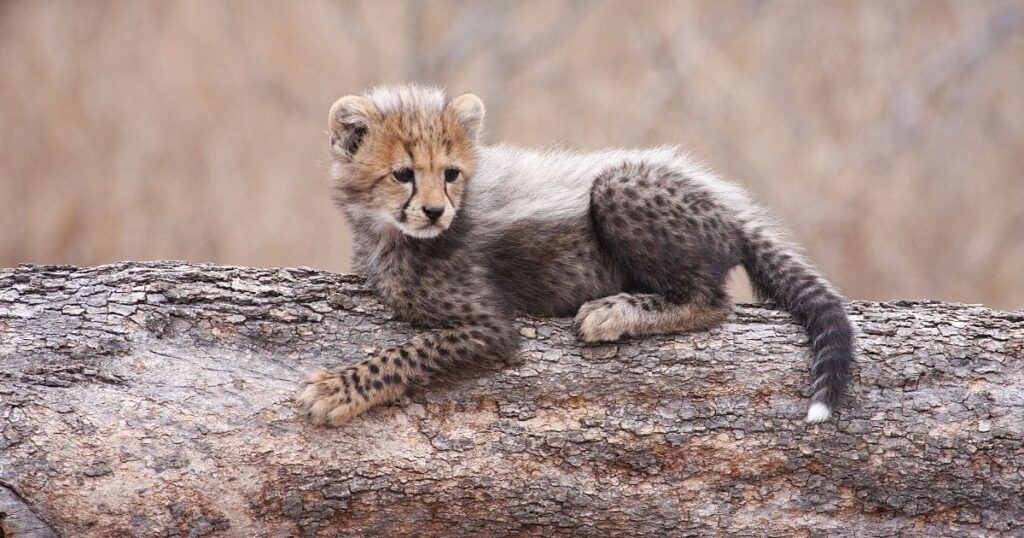 Cheetah cubs copy hiney badger look for protection