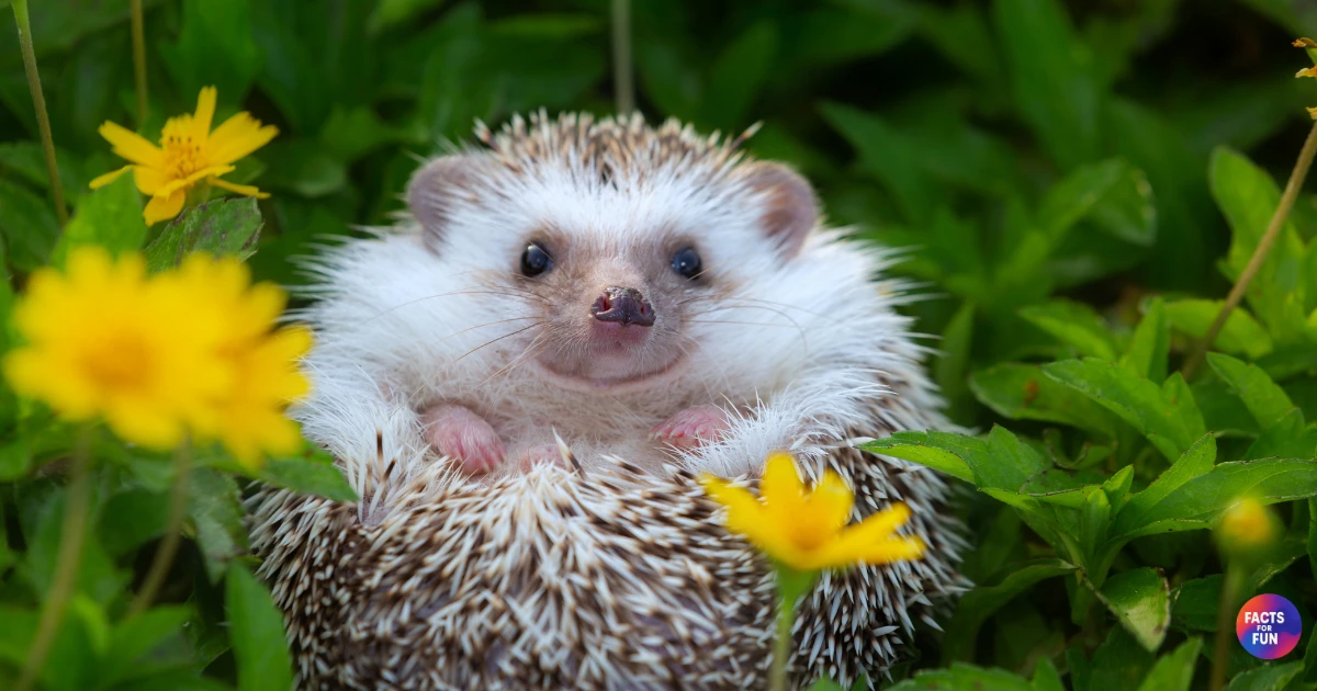 Fun Facts About Hedgehogs: Nature’s Tiny Spiky Marvels