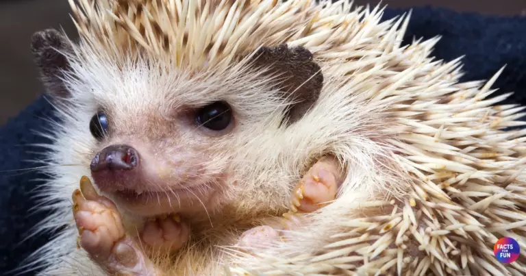 Hedgehog Spines Facts: Nature’s Smart Armor