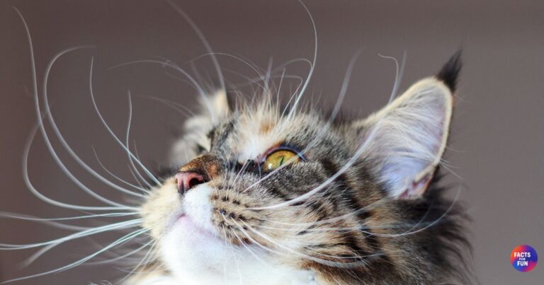 Cat Whiskers