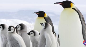 24 Amazing Emperor Penguin Facts You Didn’t Know