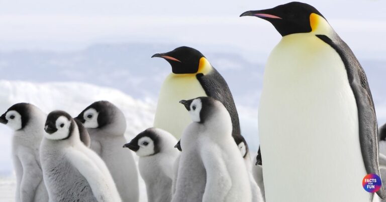 Emperor Penguin