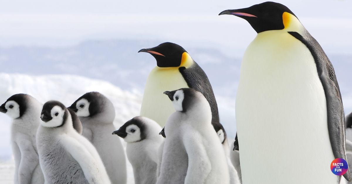 Emperor Penguin