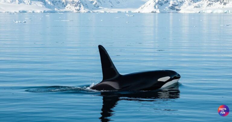 Facts about orcas