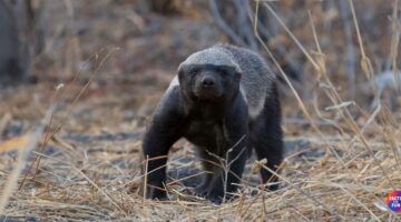Incredible Facts About Honey Badger Anatomy