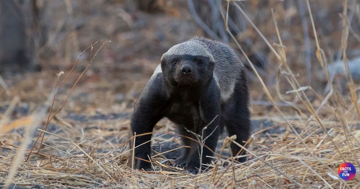 Honey Badger Anatomy