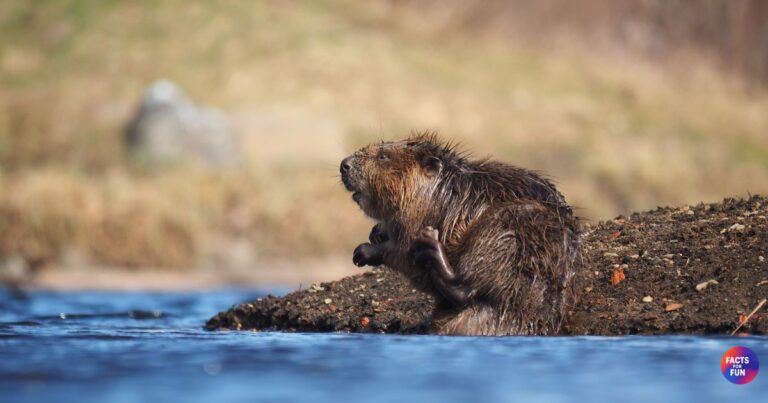 Beaver