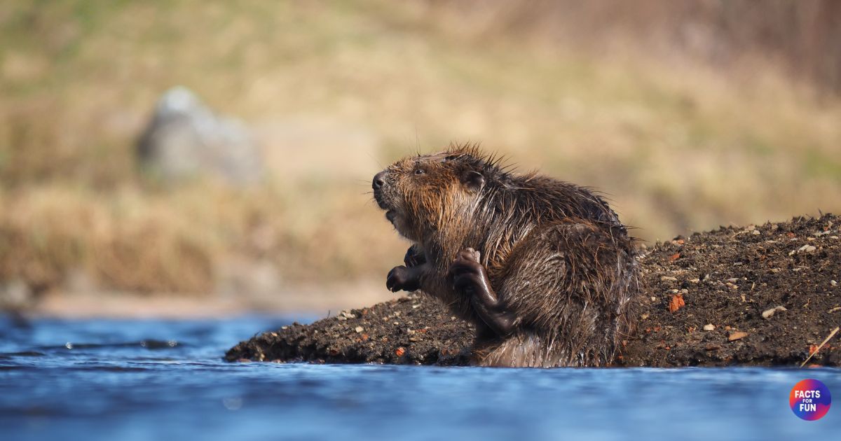 Beaver