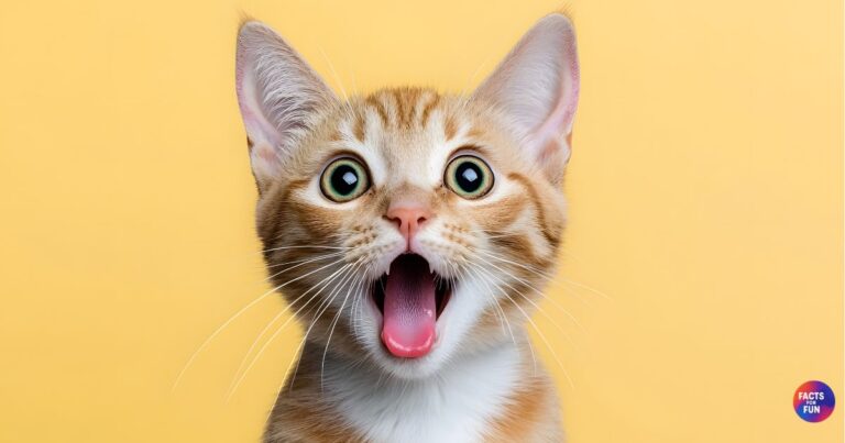 Fun Facts About Domestic Cats