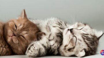 Why Cats Purr: The Science, Emotions, and Healing Power Behind the Sound
