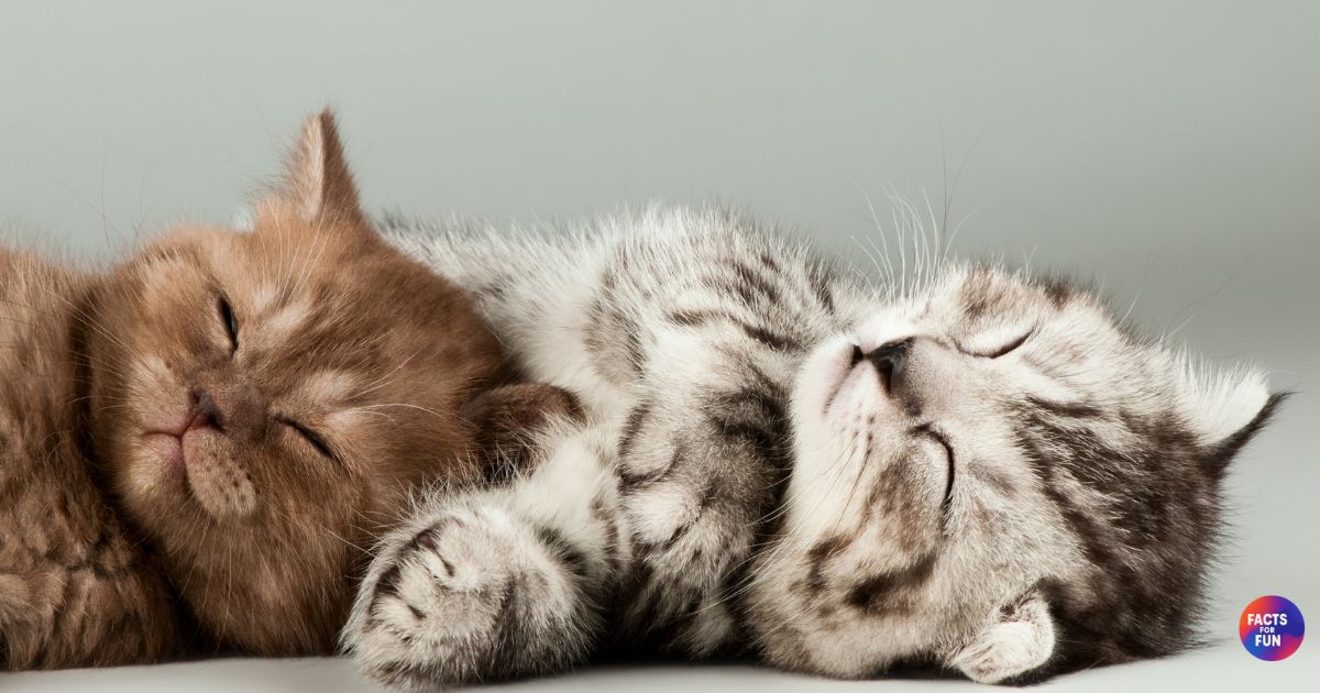 cats purr