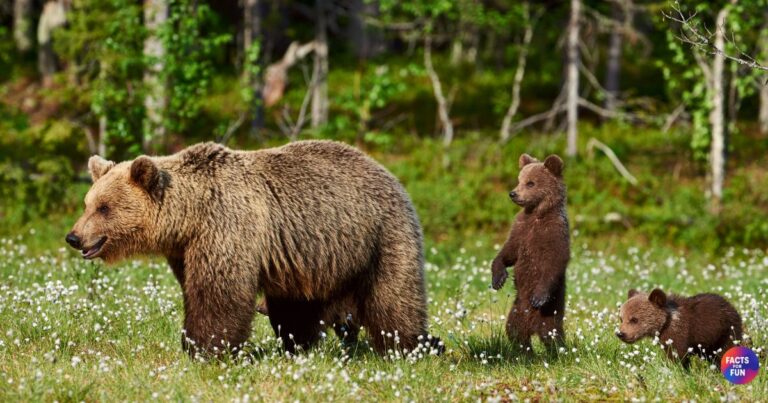 Facts about bears