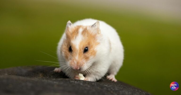 Hamster fun facts