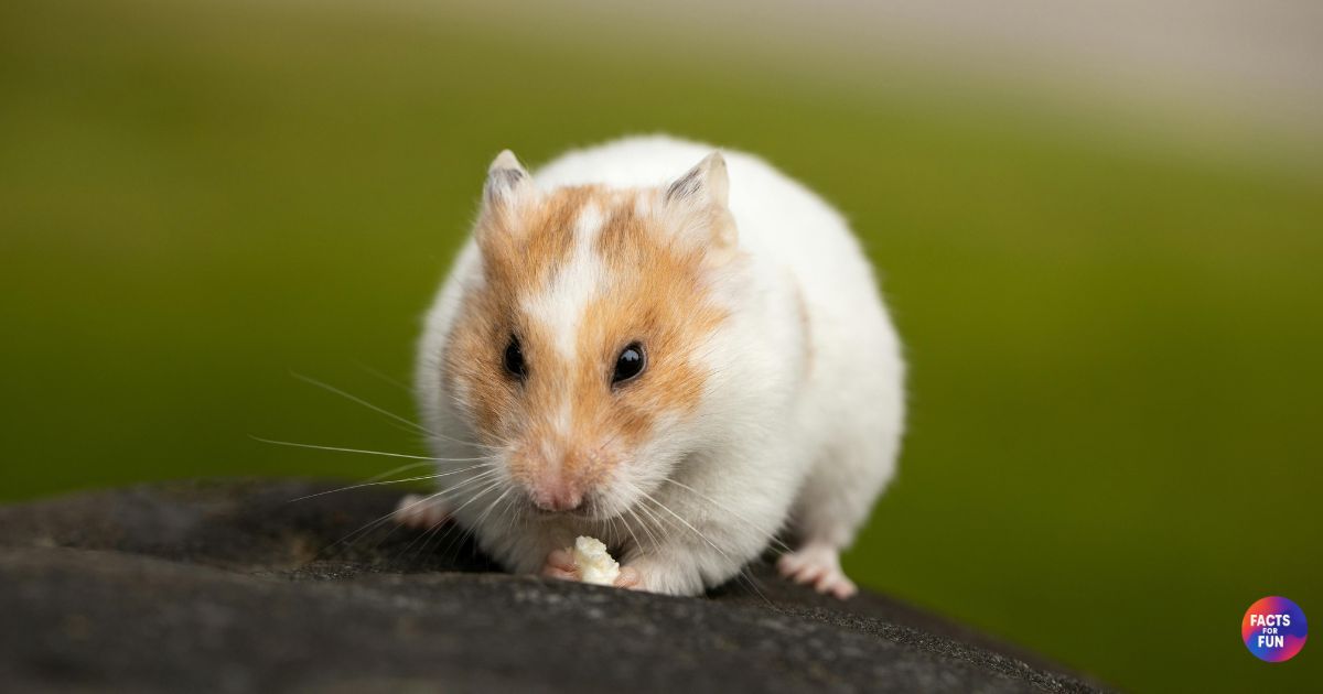 Hamster fun facts