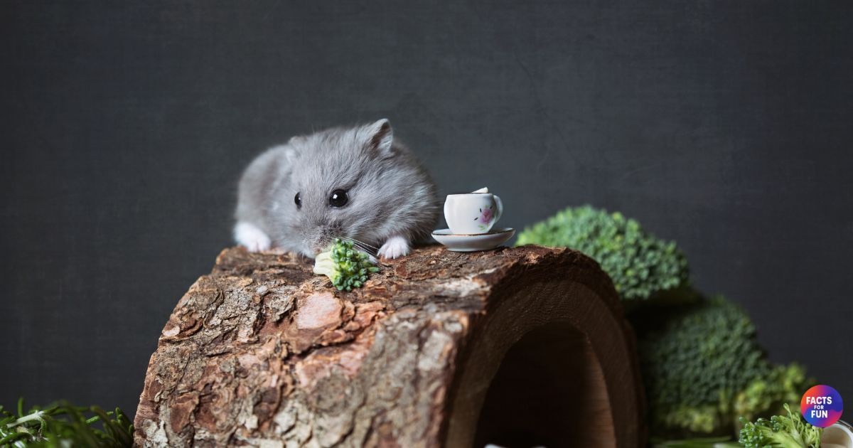 Hamster types
