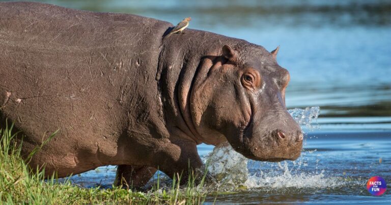hippo