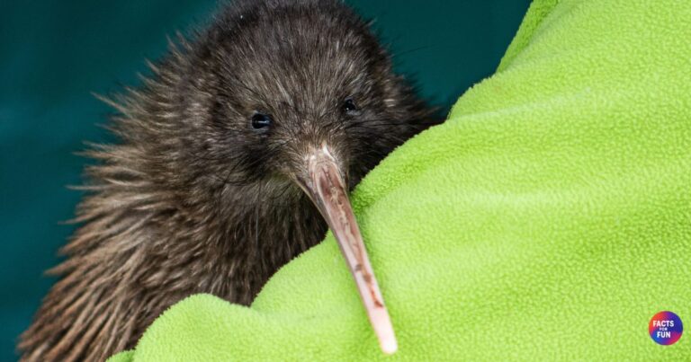 Kiwi bird