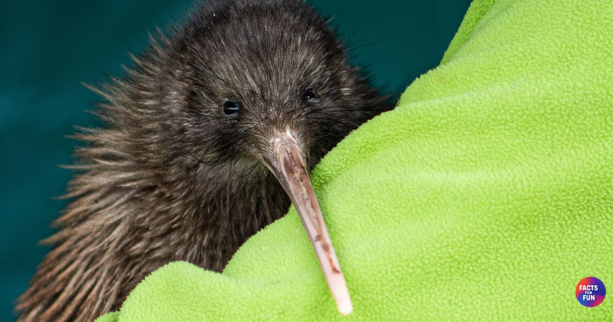 Kiwi bird