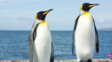 Fun and Fascinating Facts About Penguins