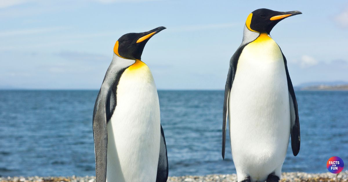 Fun and Fascinating Facts About Penguins