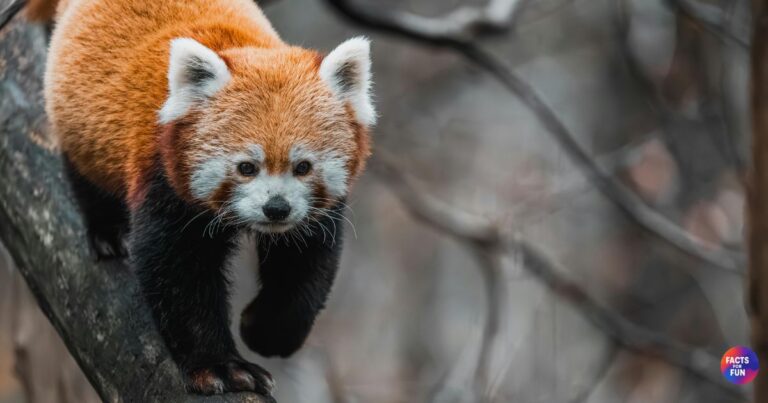 Red Panda
