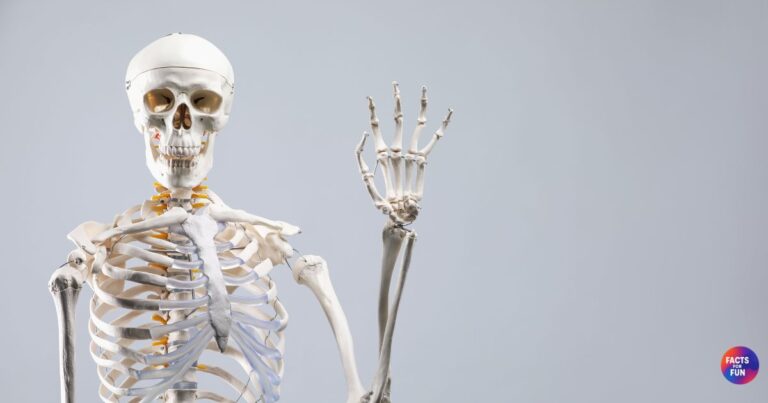 Human skeleton