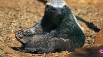 Facts About Honey Badger Behavior and Intelligence