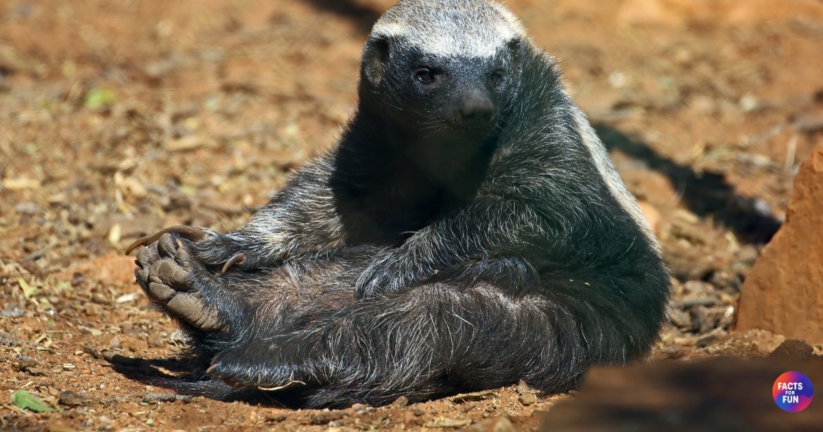 Facts About Honey Badger Behavior and Intelligence Guide