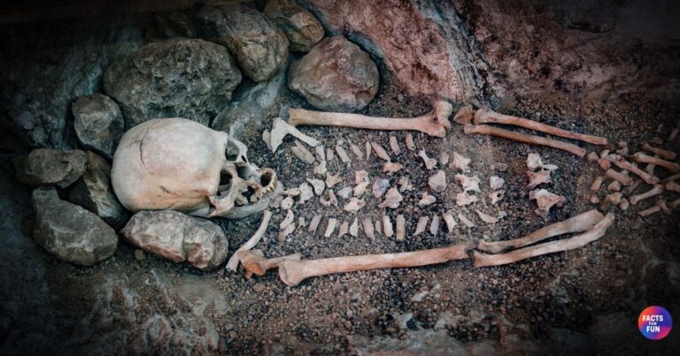 Facts About Ancient Human Species