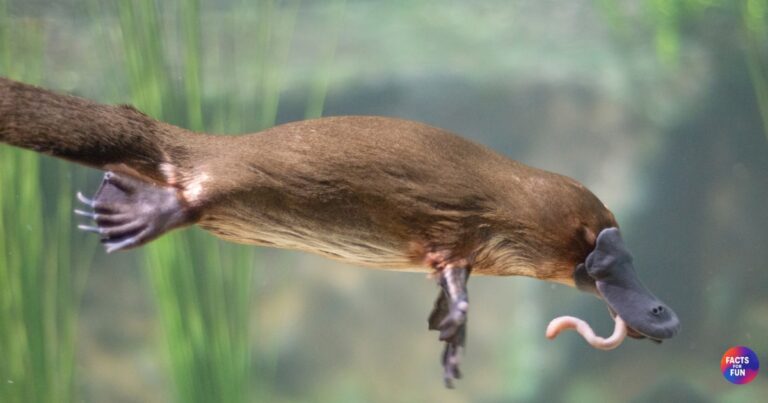 Platypus