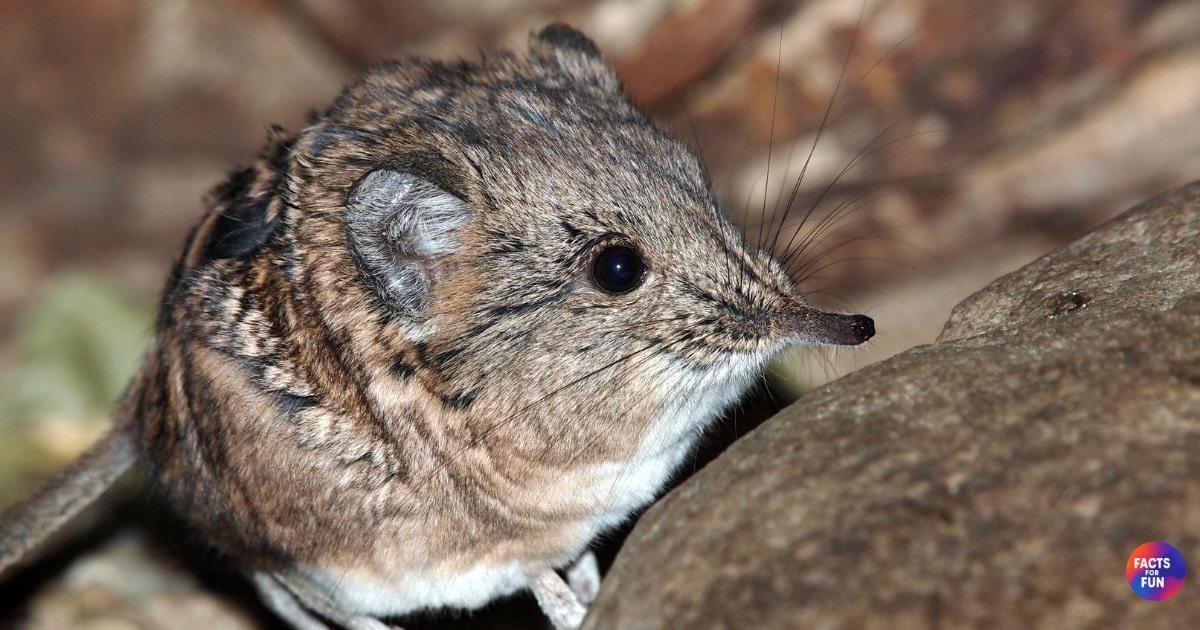 Etruscan Shrew