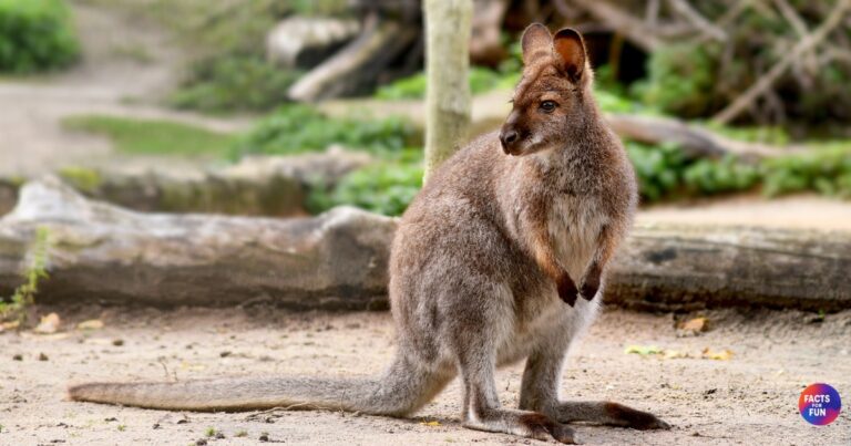Marsupials