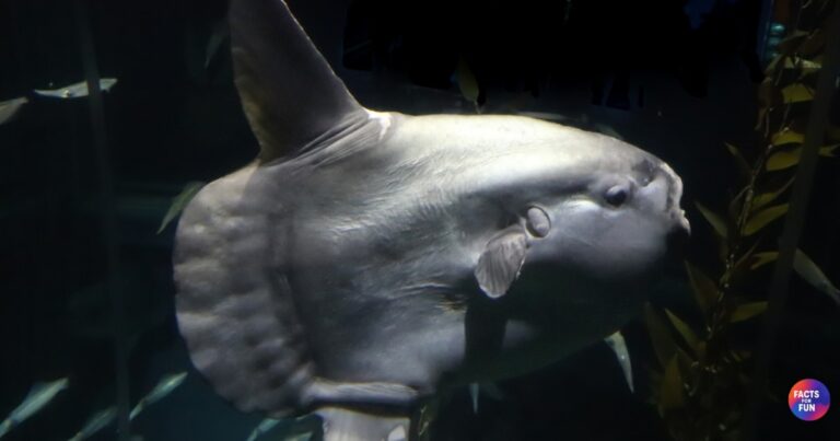 Ocean Sunfish