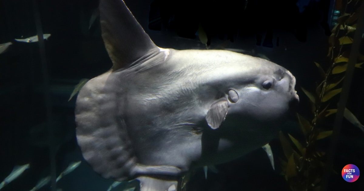Ocean Sunfish