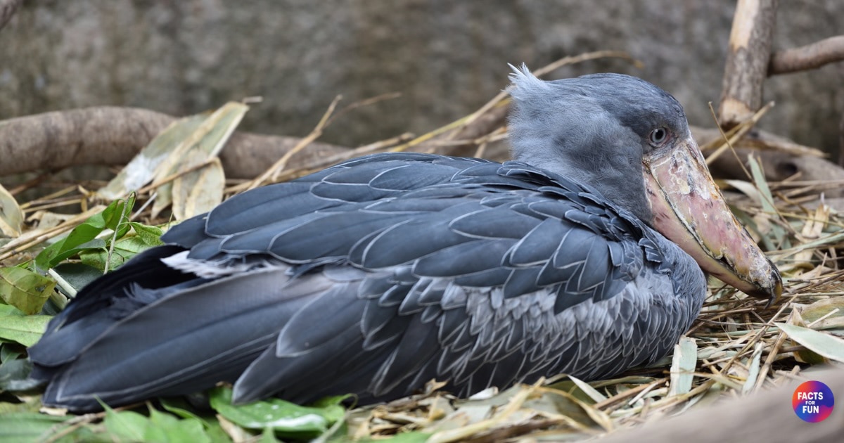 Shoebill