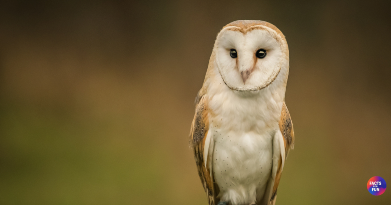 Owl night vision